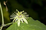 Yellow passionflower